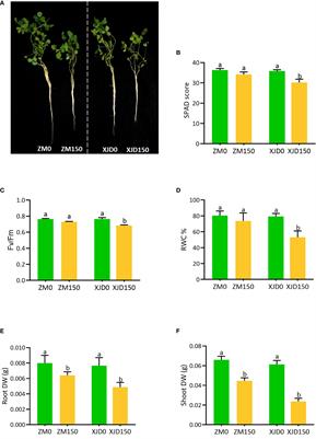 Regulation of Na+/H+ exchangers, Na+/K+ transporters, and lignin biosynthesis genes, along with lignin accumulation, sodium extrusion, and antioxidant defense, confers salt tolerance in alfalfa